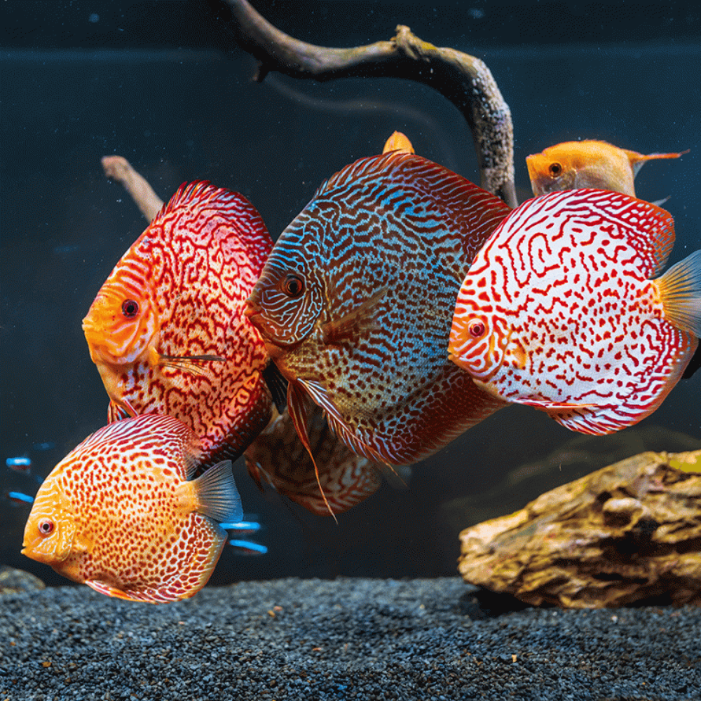 Ornamental Fish - 19