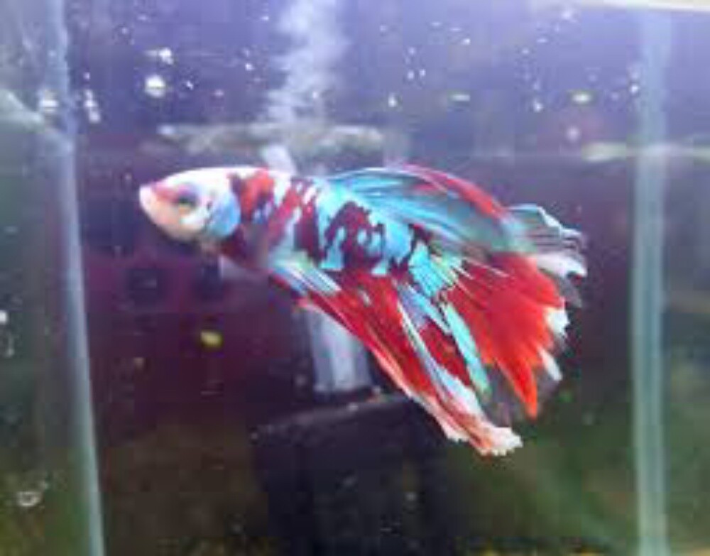Ornamental Fish - 14