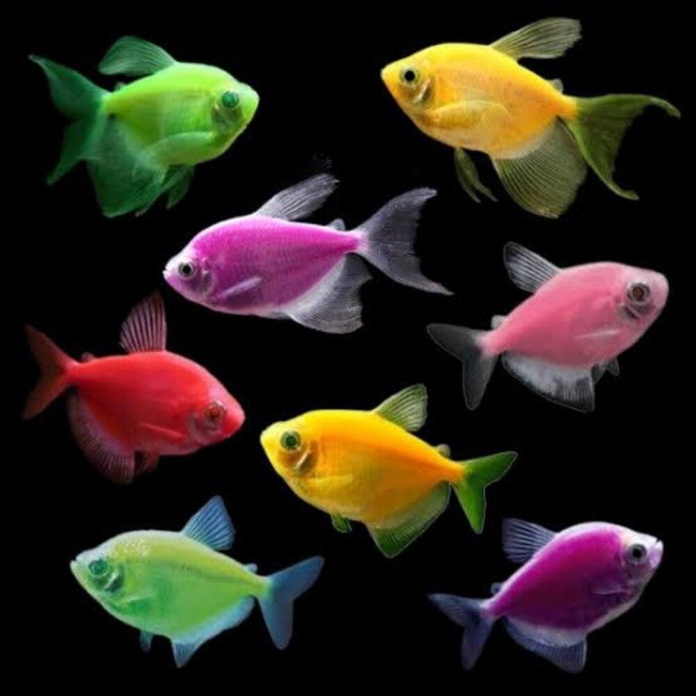 Ornamental Fish - 1