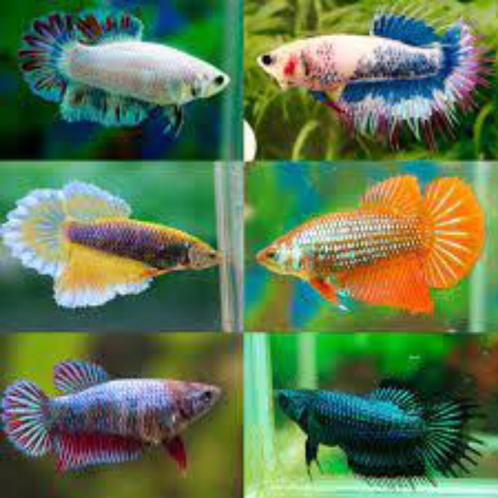 Ornamental Fish - 18
