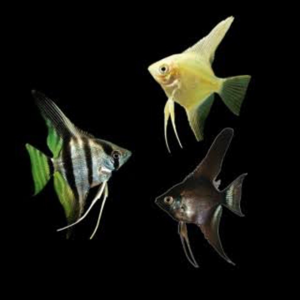 Ornamental Fish - 16