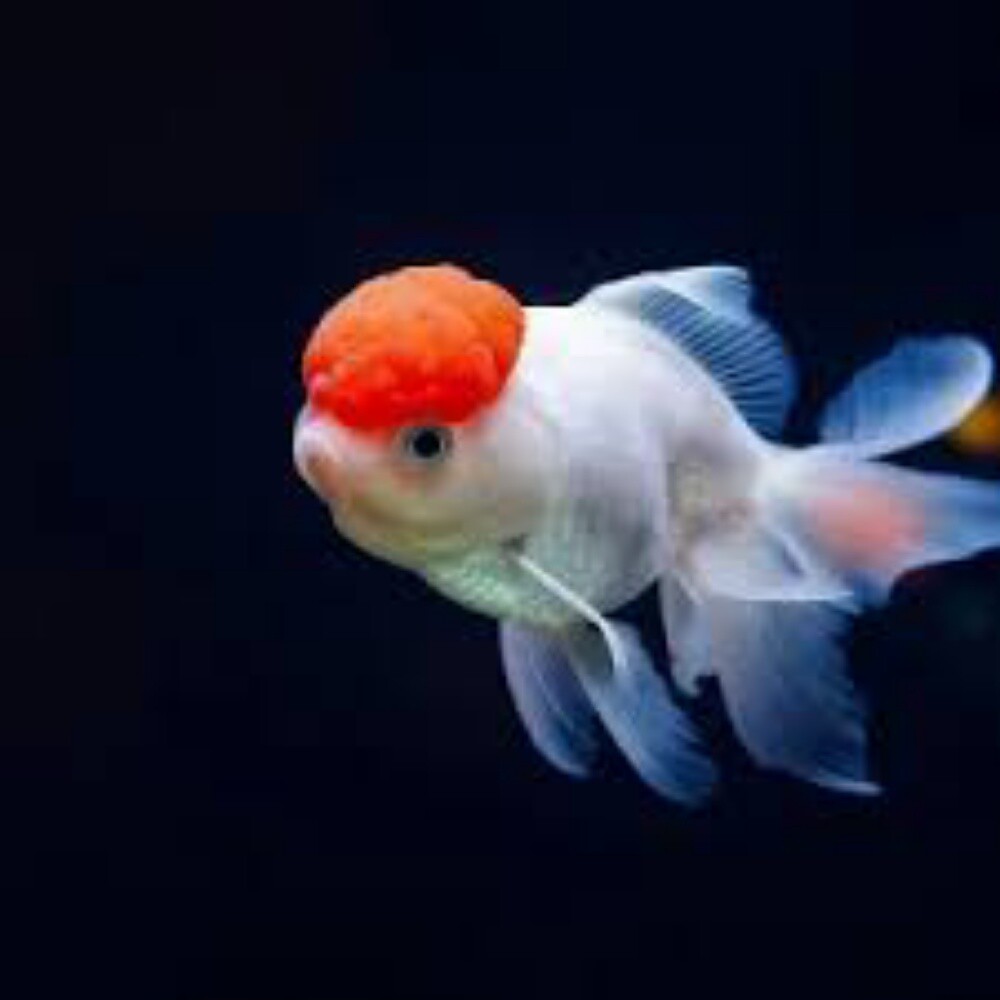 Ornamental Fish - 5