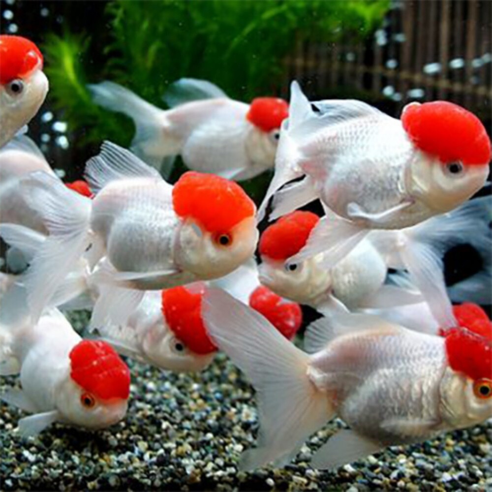 Ornamental Fish - 4