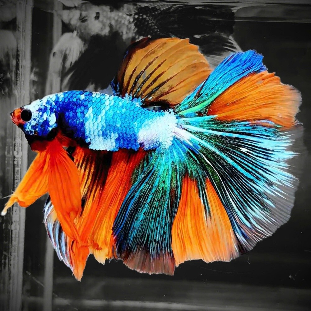 Ornamental Fish - 17