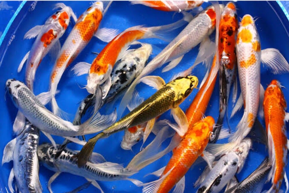 Ornamental Fish - 3