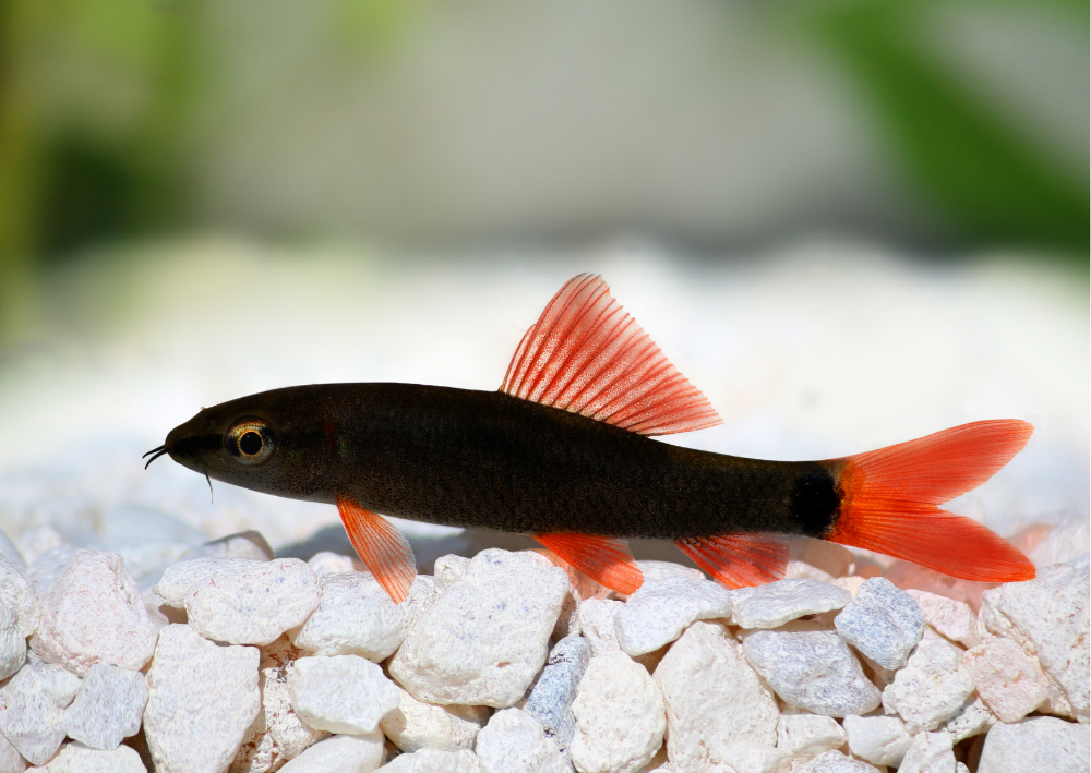 Ornamental Fish - 15