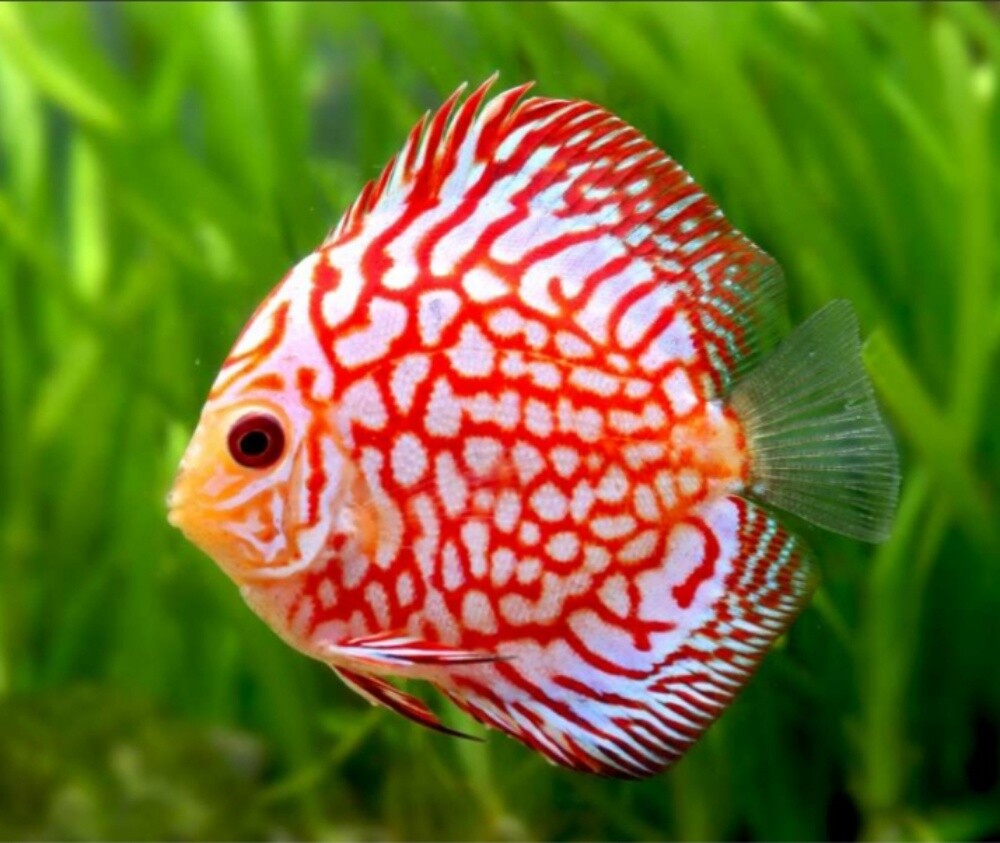 Ornamental Fish - 20
