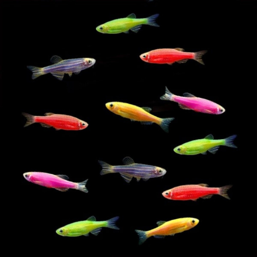 Ornamental Fish - 8