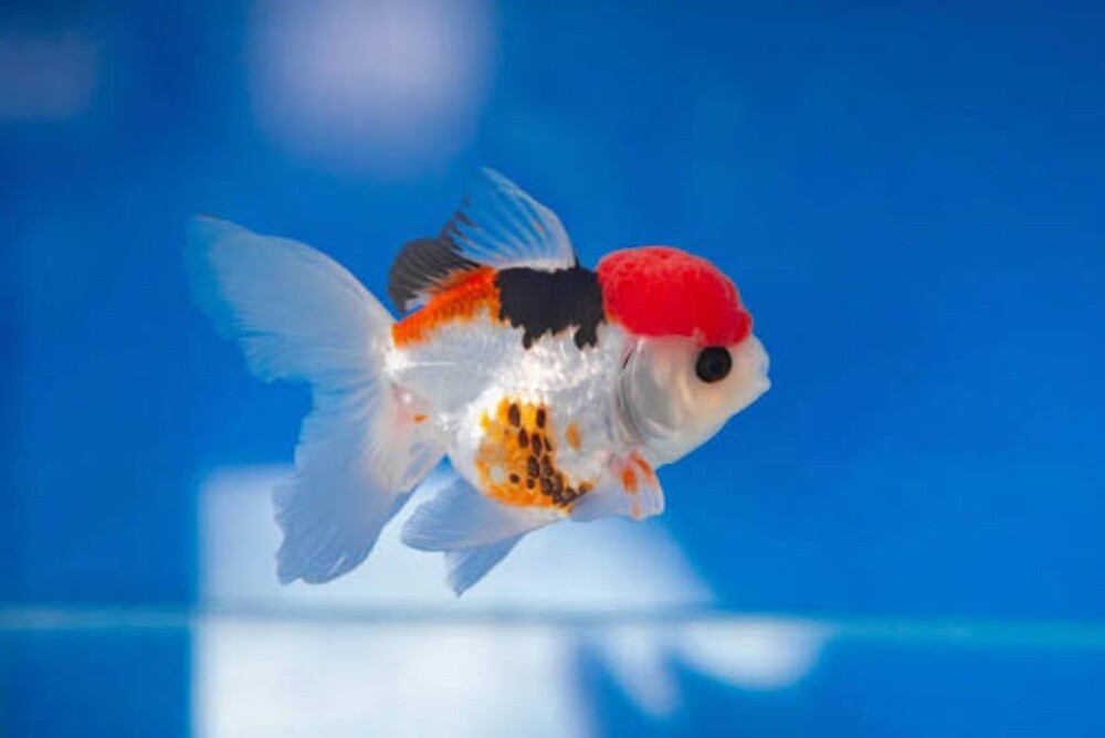 Ornamental Fish - 6