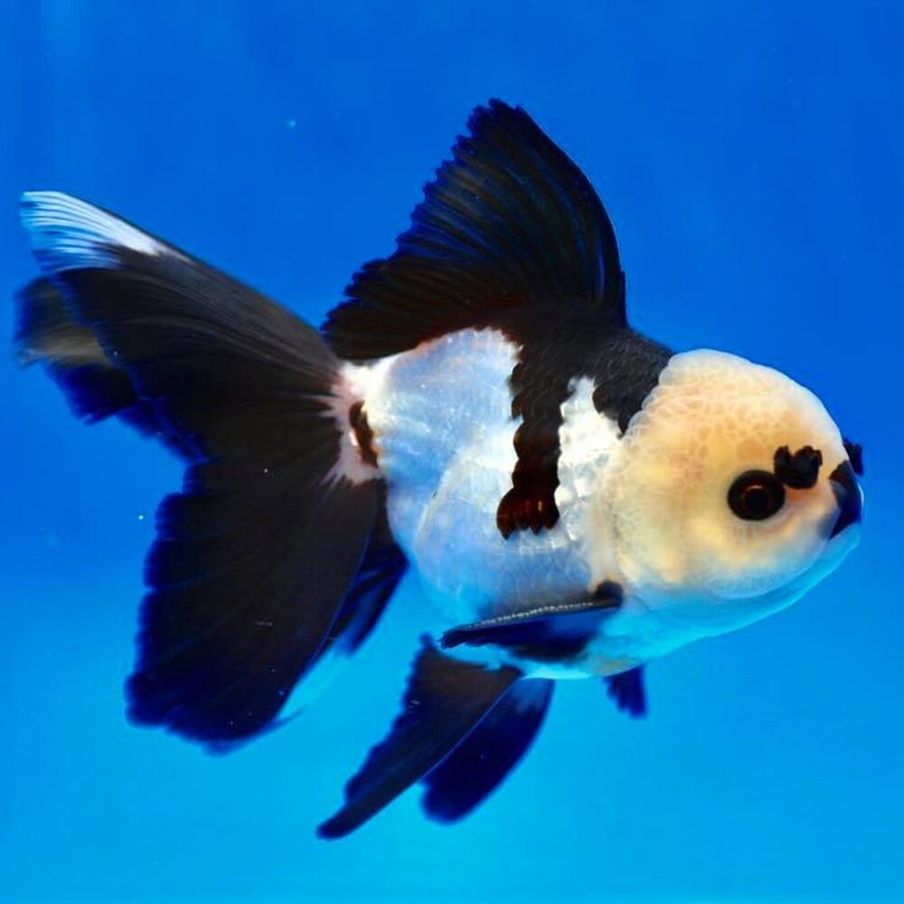 Ornamental Fish - 7