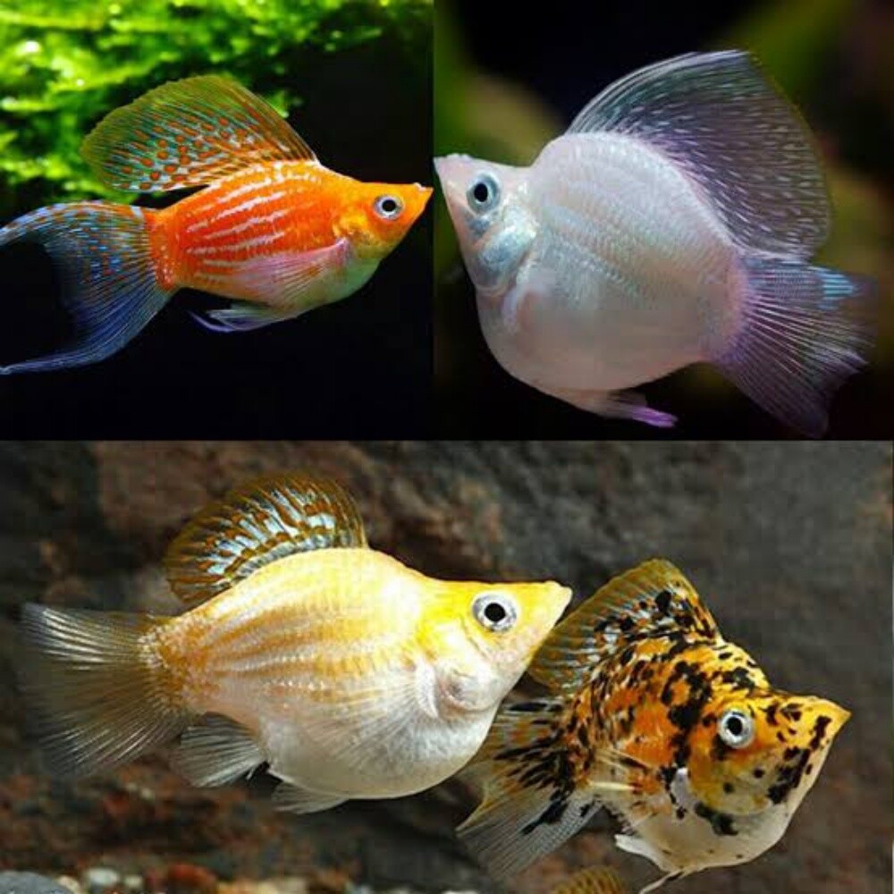 Ornamental Fish - 10