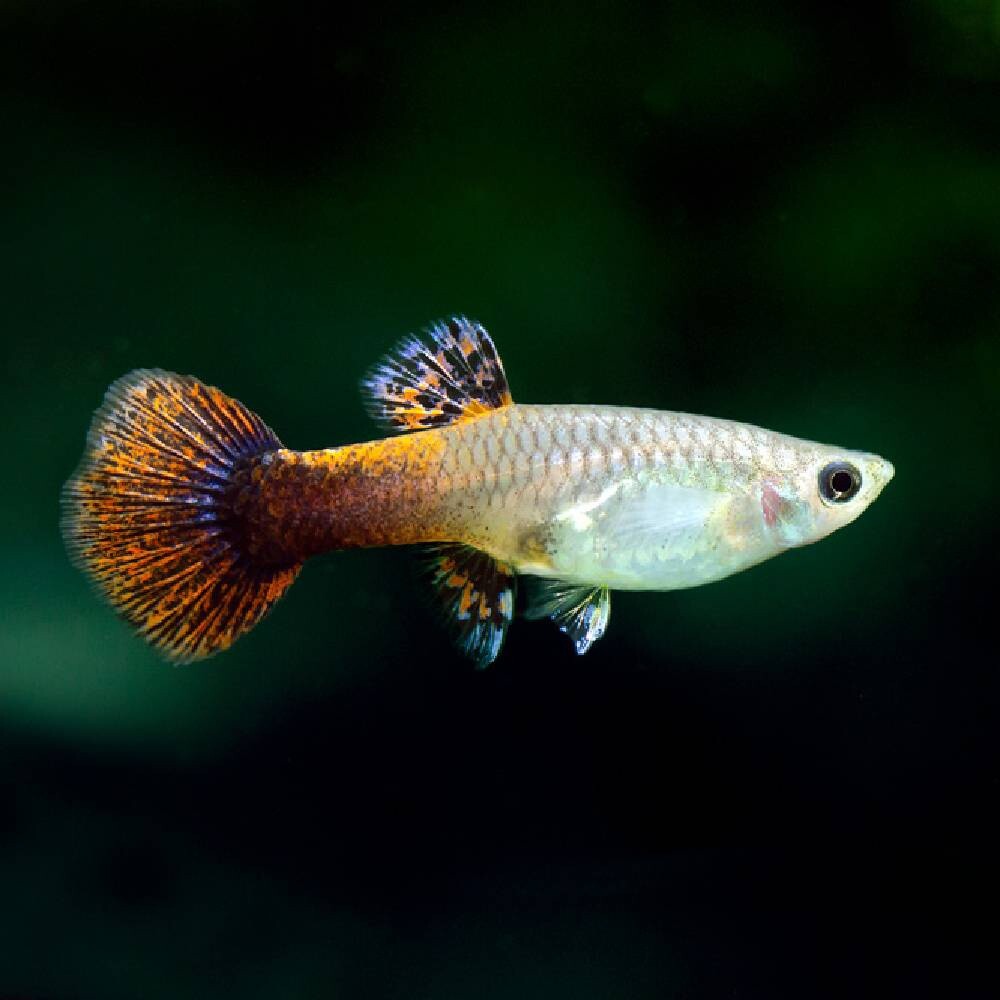 Ornamental Fish - 12