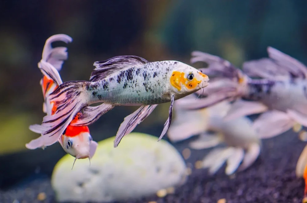 Ornamental Fish - 2