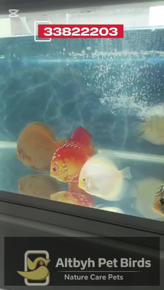 Discus Fish - 4