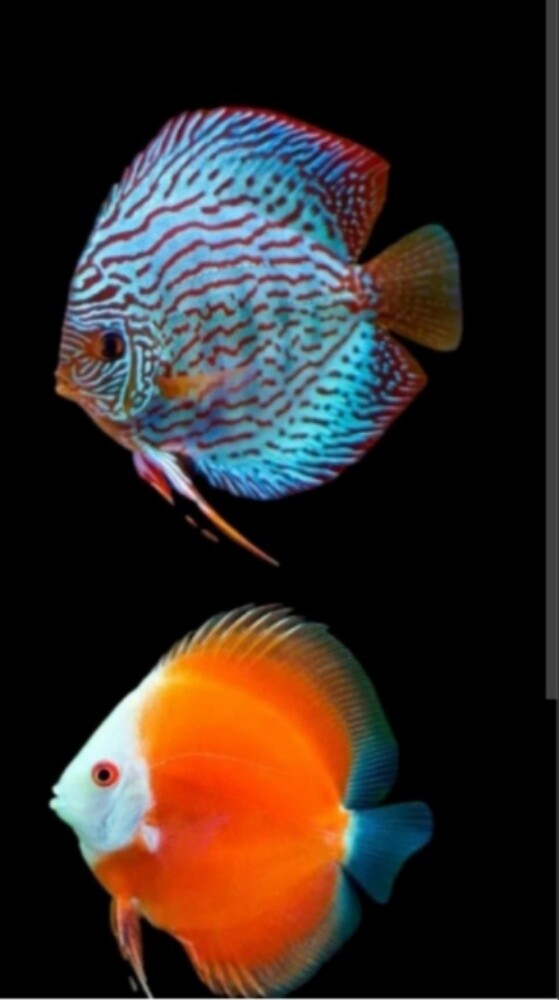 Discus Fish - 2