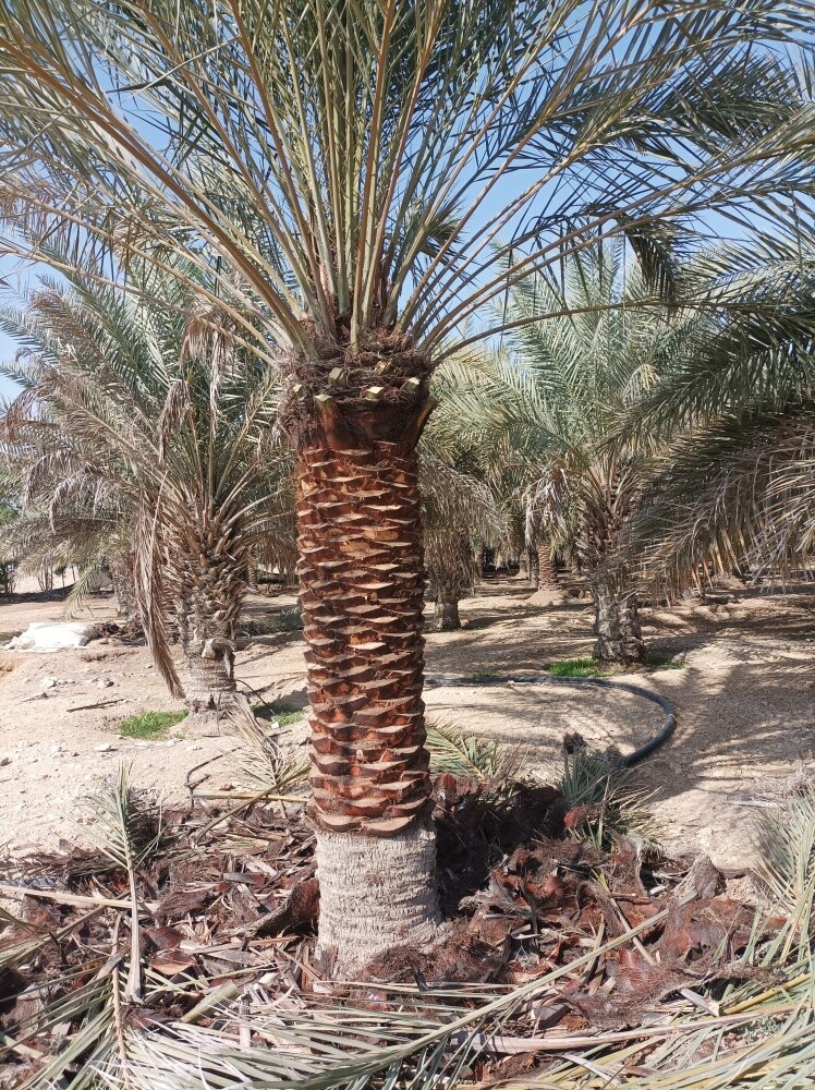 التكريب للمزارع ت٥٥٧٤٤٣٦٣ نخيل - 1