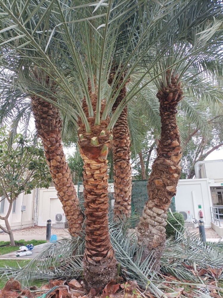 قص أهتمام عنايه ت٥٥٧٤٤٣٦٣ - 1