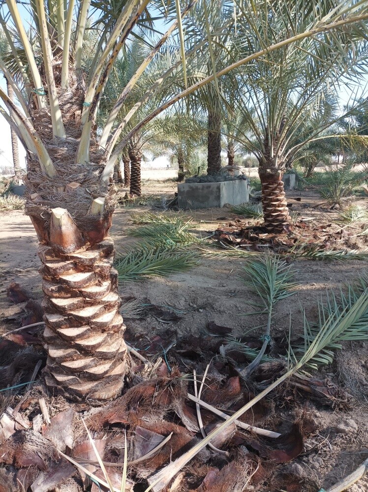 تكريب تنظيف نخيل - 1
