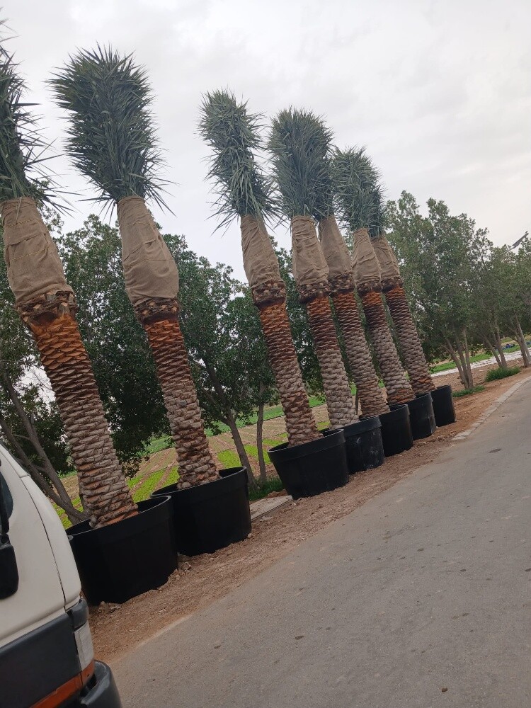 جميع انواع النخيل - 1