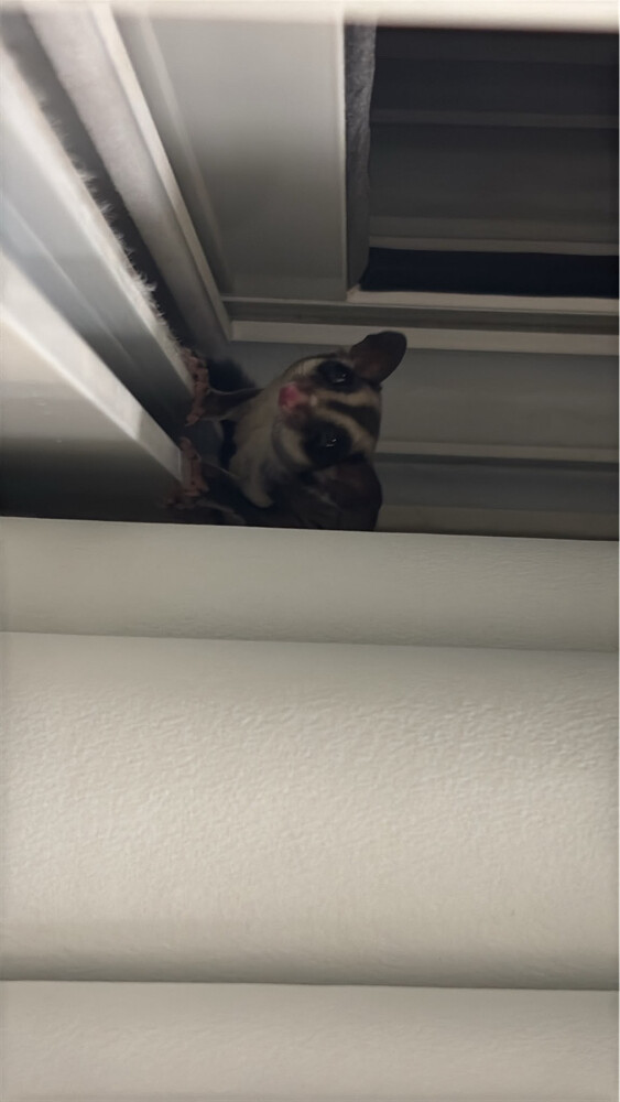 squirrel - 2