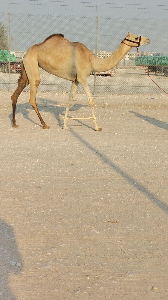 للبيع بكرة مهجنة - 2