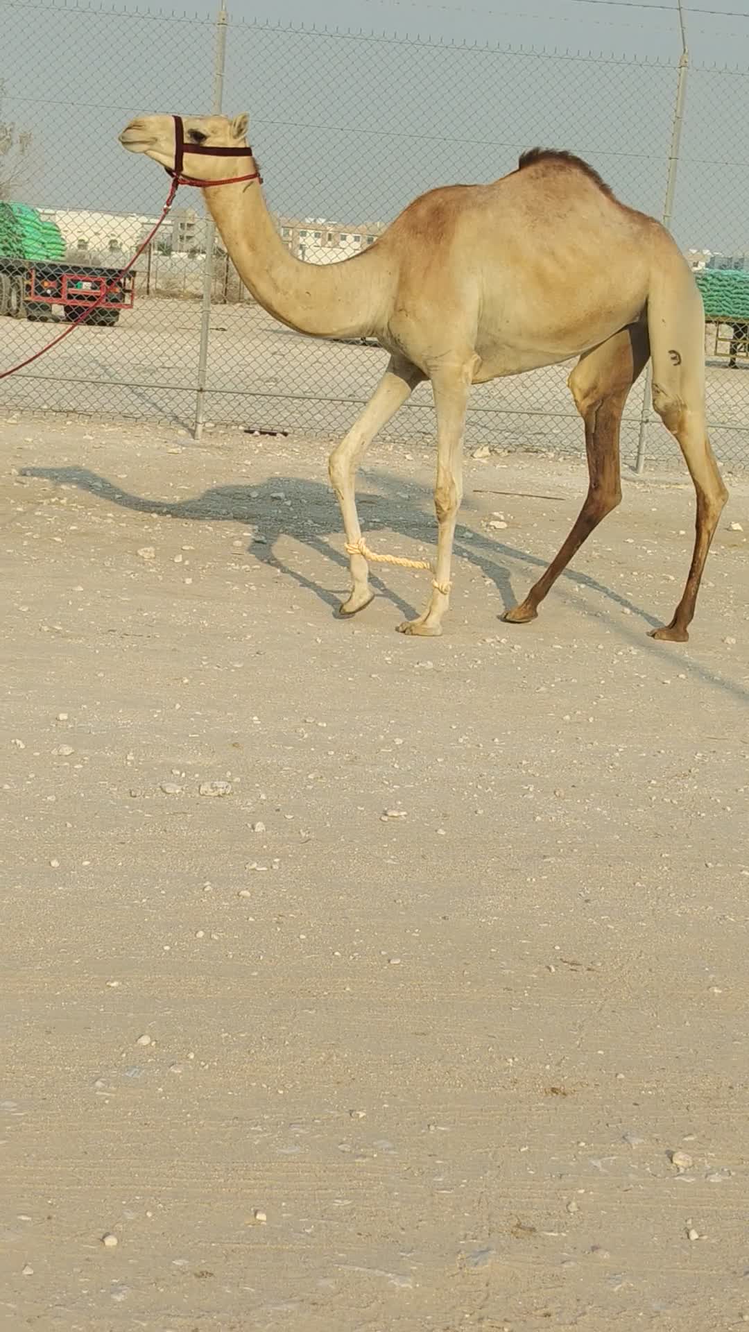 للبيع بكرة مهجنة - 1
