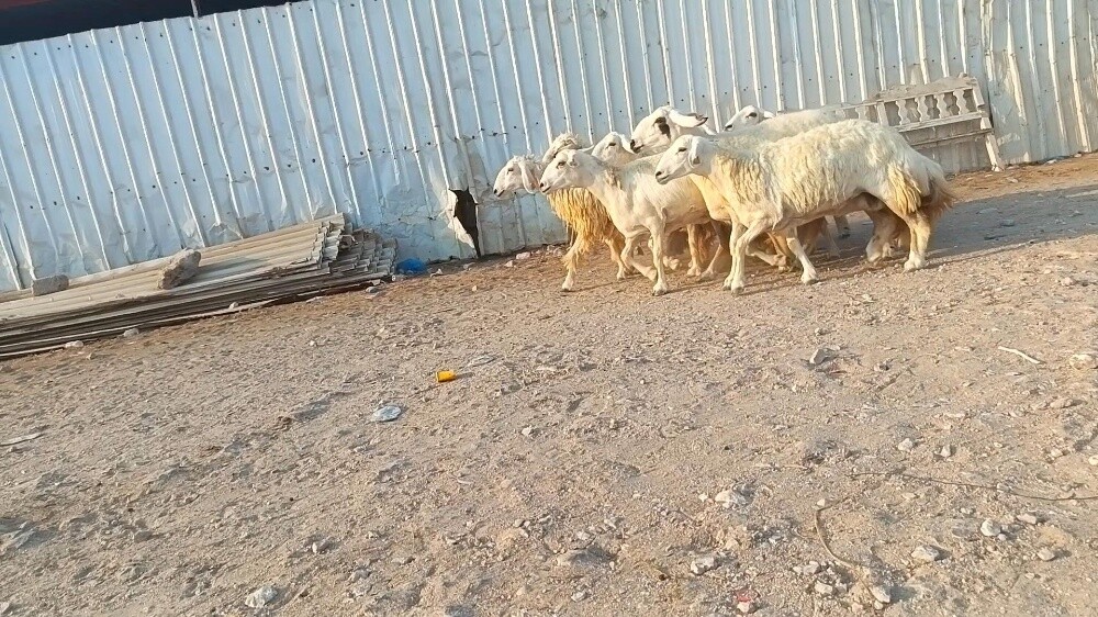 للبيع شويهات حبص طيبه - 2