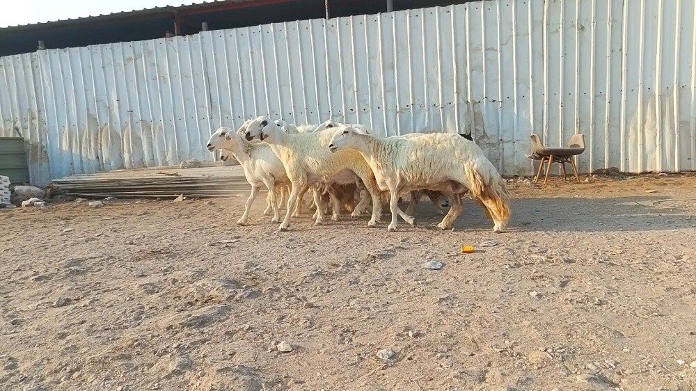 للبيع شويهات حبص طيبه - 3