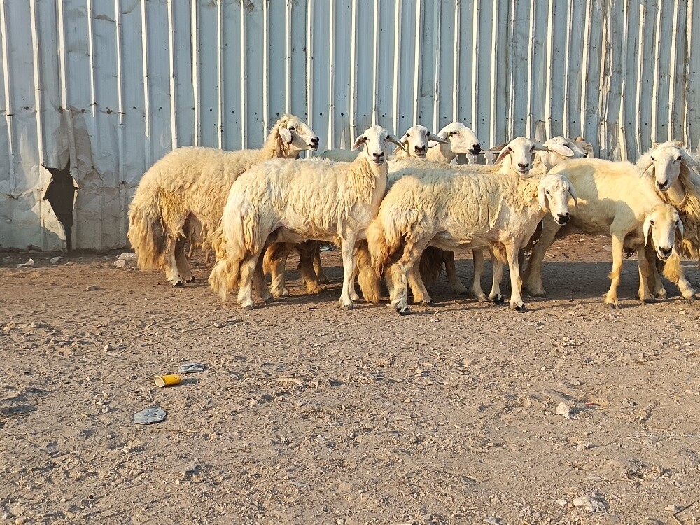للبيع شويهات حبص طيبه - 1