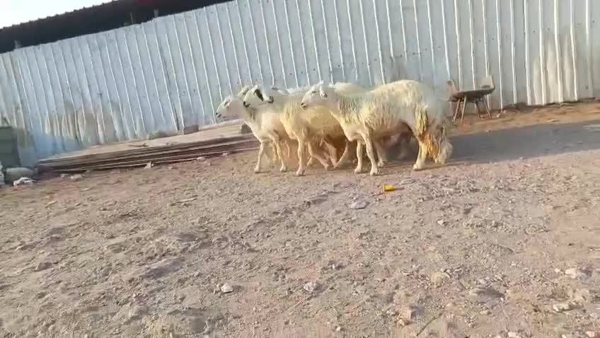 للبيع شويهات حبص طيبه - 4
