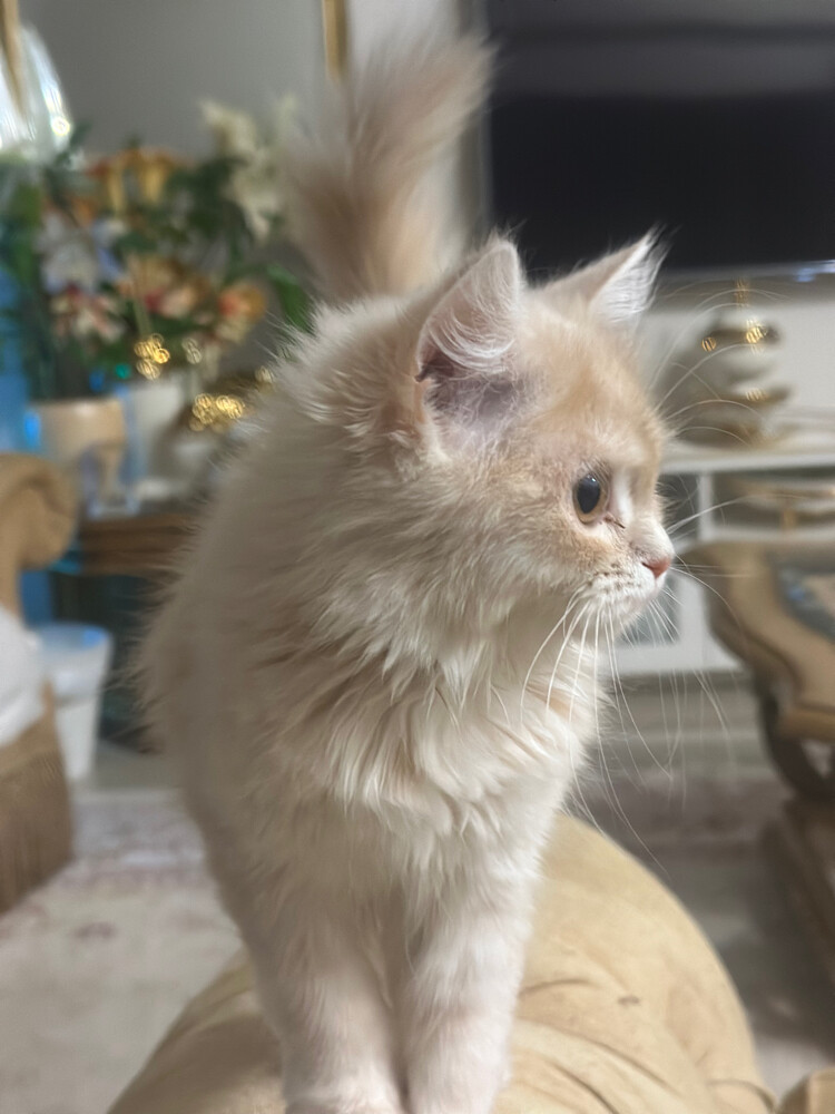 شيرازي انغورا - 3