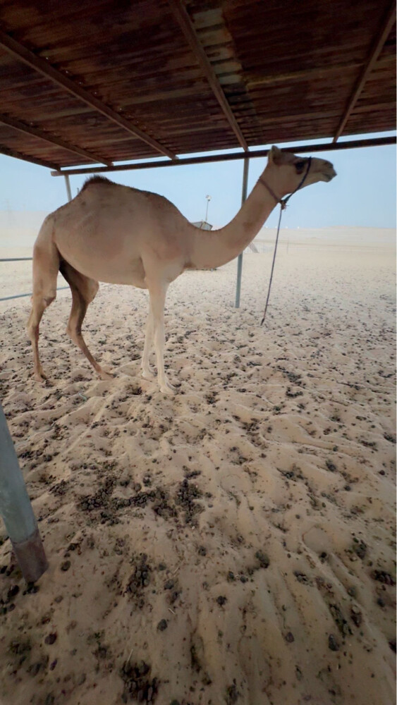 بيع - 1