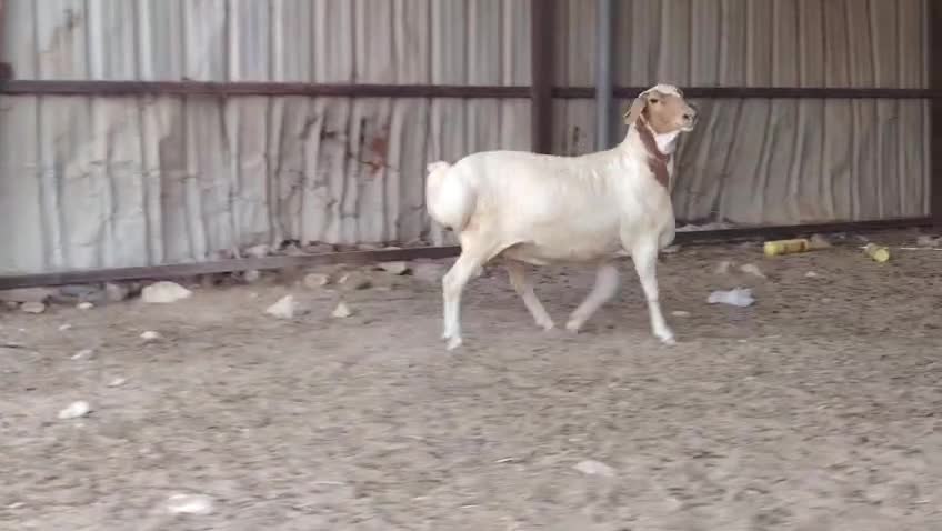 للبيع شاه بربريه دفيع شرط طيبه - 3