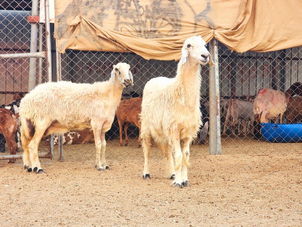 شوهات حبص - 2