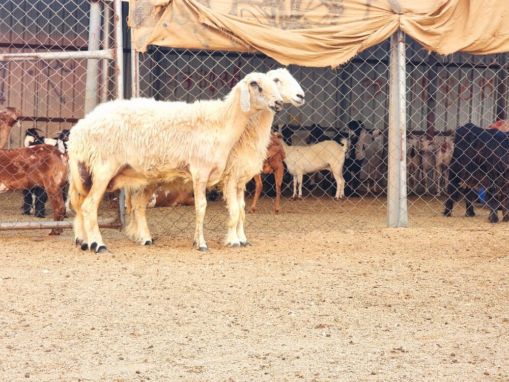 شوهات حبص - 1