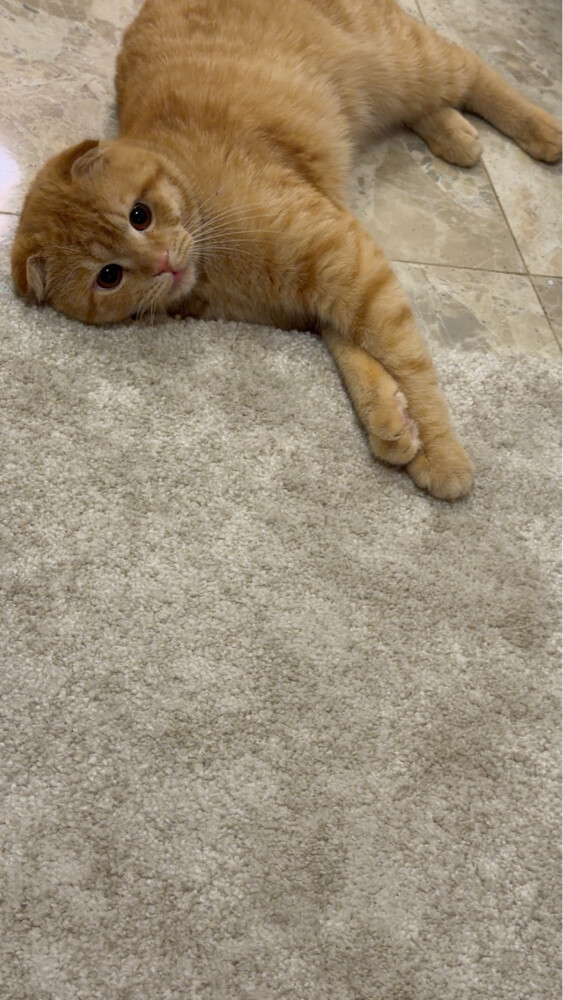 simba - 3