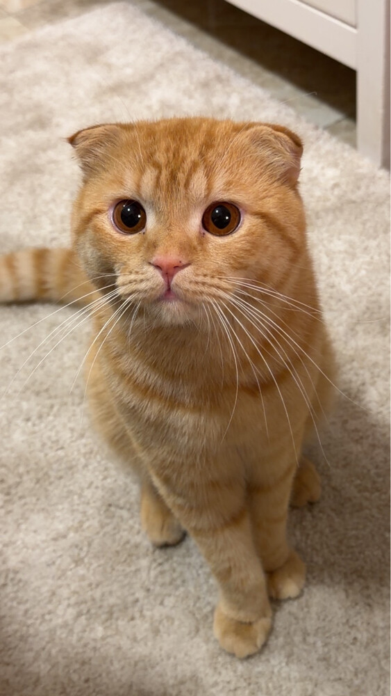 simba - 2