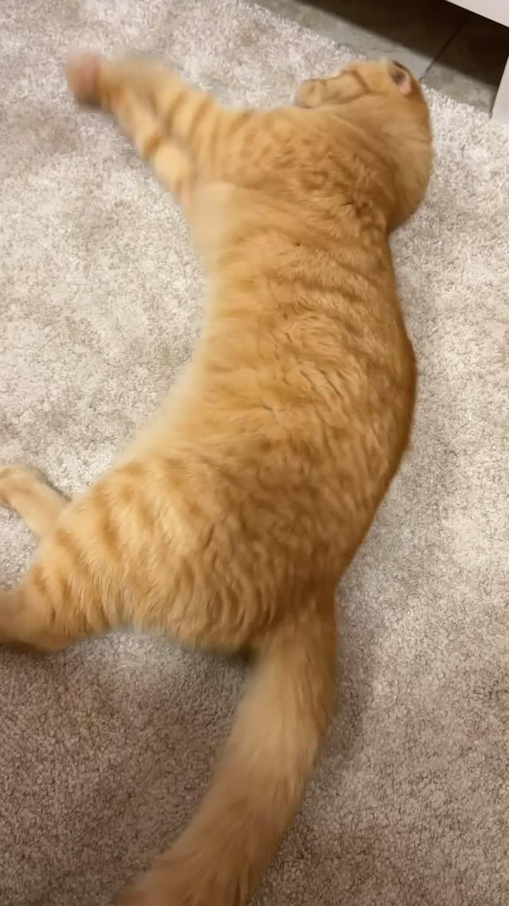 simba - 5