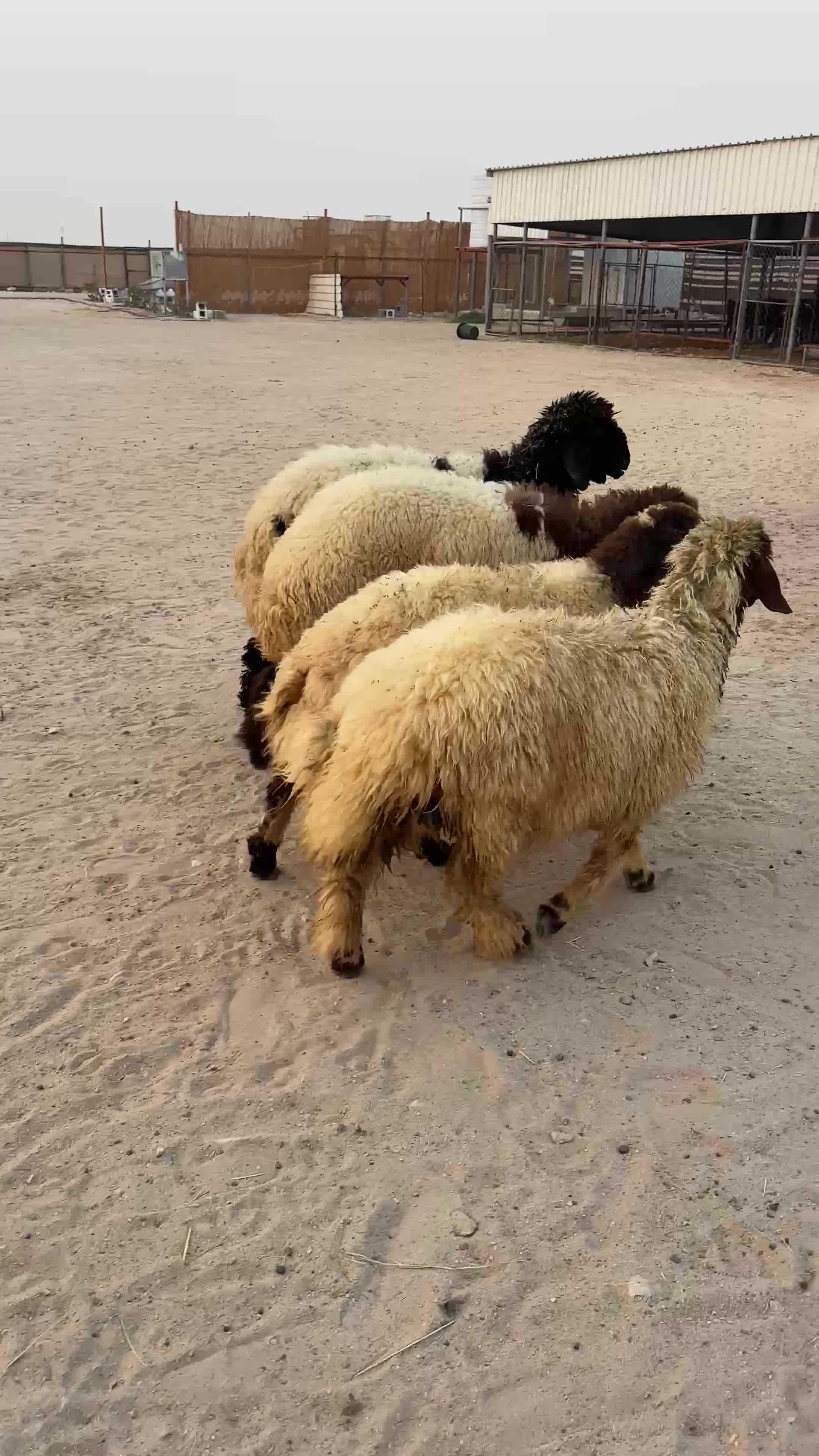 رخال سوريه  - 1