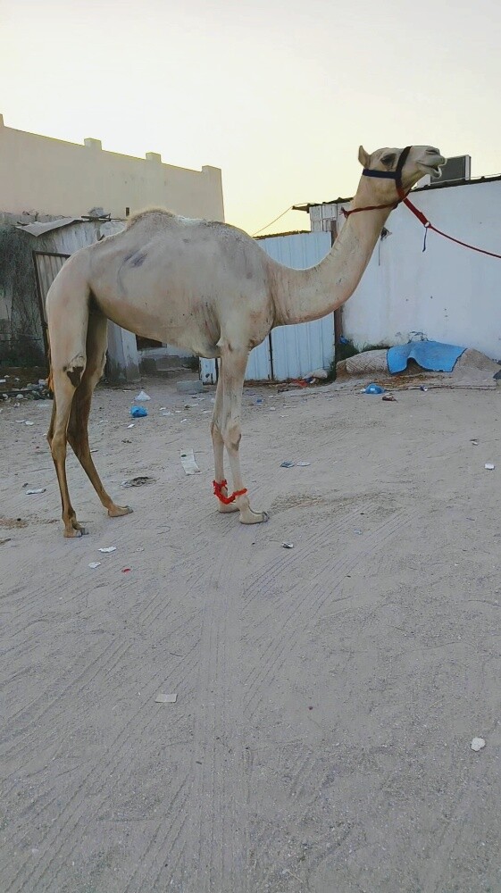للبيع بكره حقه - 1