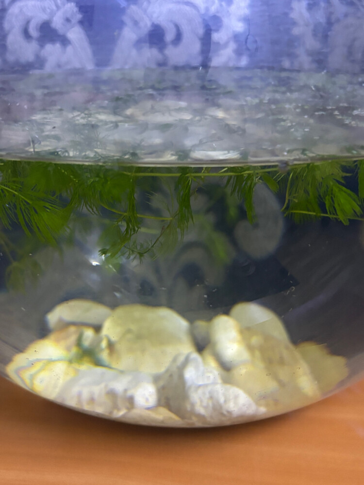Large Glass Fish Bowl-Shrimp Pebble - 2