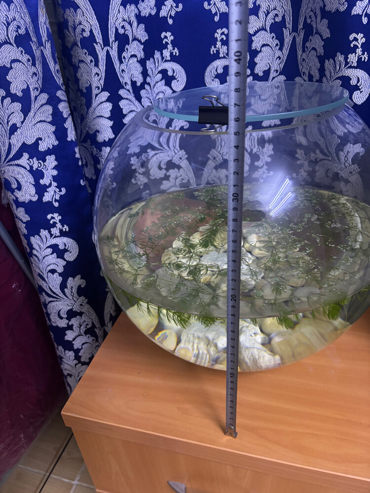 Large Glass Fish Bowl-Shrimp Pebble - 4