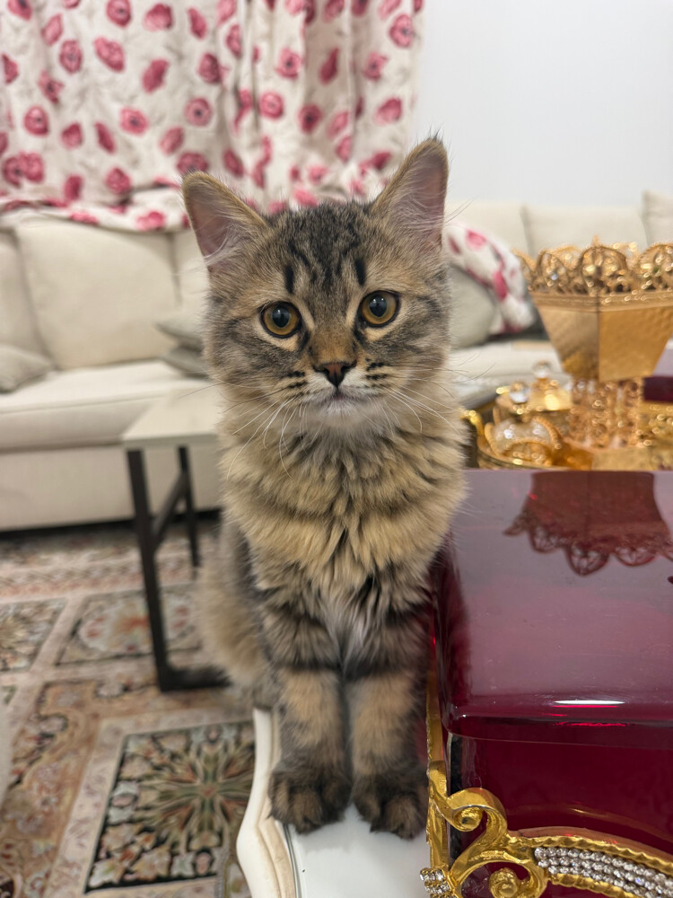 2kittens sale+their belongings  - 2