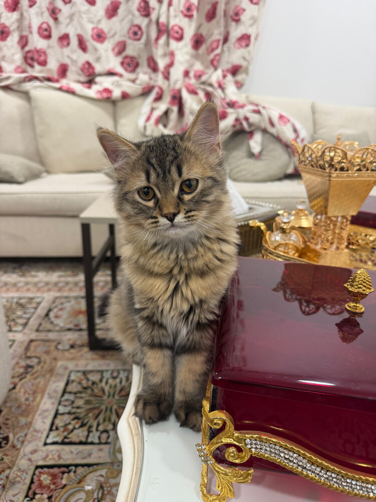2kittens sale+their belongings  - 1