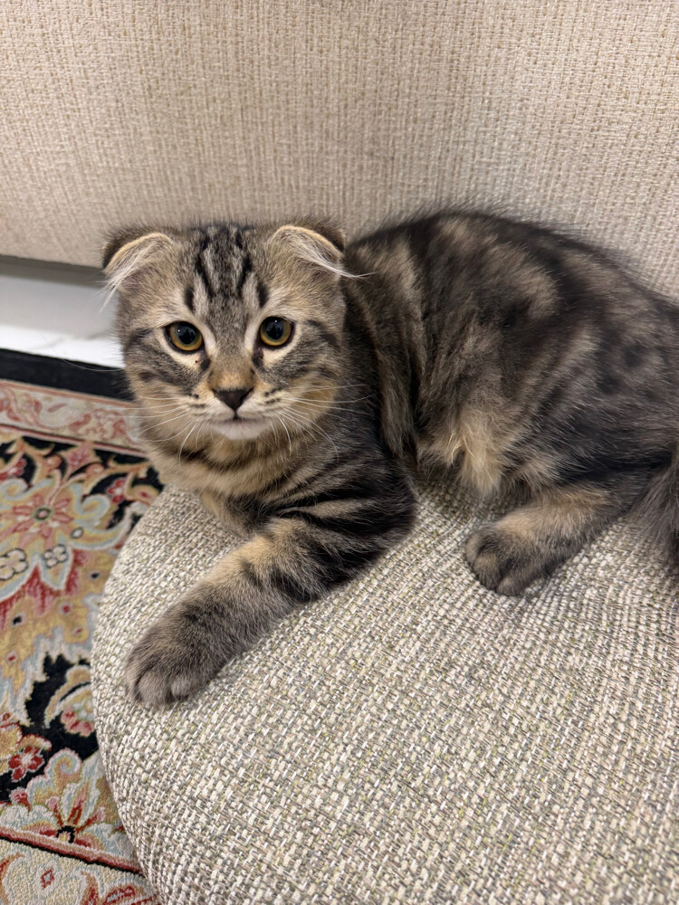 2kittens sale+their belongings  - 3