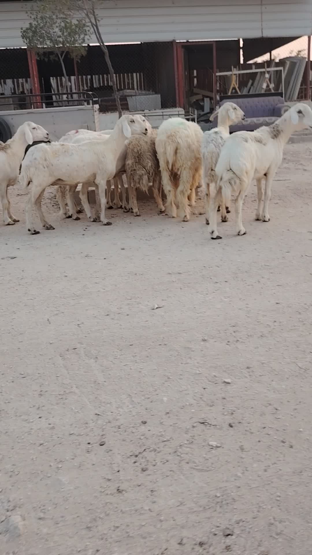 للبيع شوهات حبص - 5