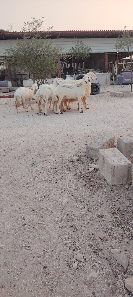 للبيع شوهات حبص - 1