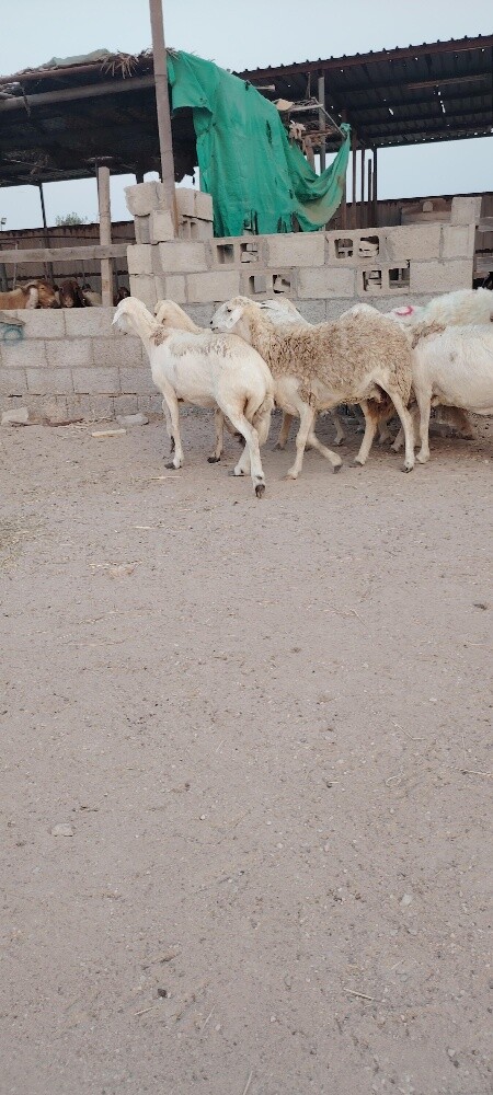 للبيع شوهات حبص - 3