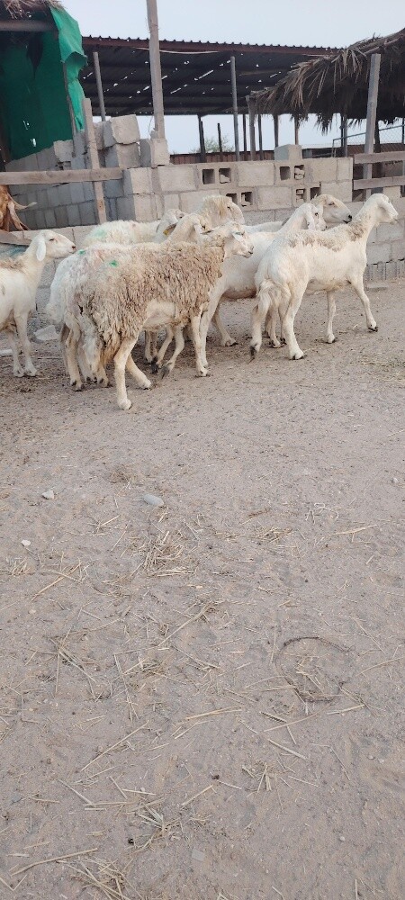 للبيع شوهات حبص - 2