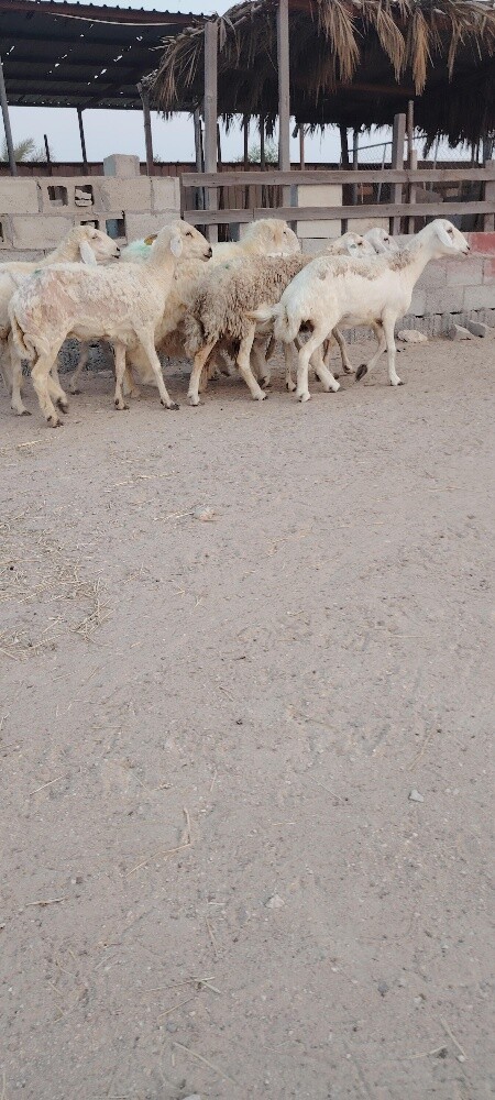 للبيع شوهات حبص - 4